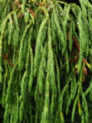 Dacrydium