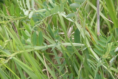 Lathyrus incurvus