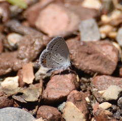 Cupido comyntas texana
