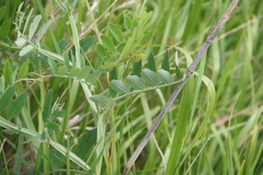 Lathyrus incurvus