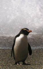 Eudyptes pachyrhynchus