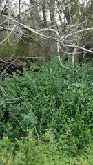 Solanum guineense