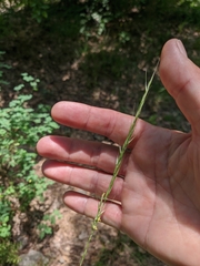 Achnatherum bromoides
