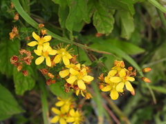 Hypericum pulchrum