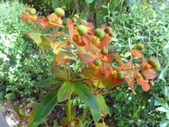Euphorbia griffithii