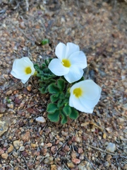 Oxalis ambigua