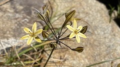 Triteleia dudleyi