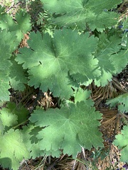 Geranium platypetalum