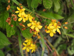Hypericum pulchrum