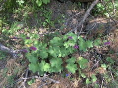 Geranium platypetalum