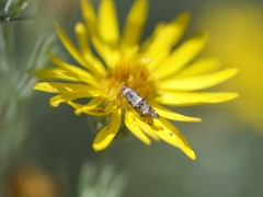 Lithariapteryx abroniaeella