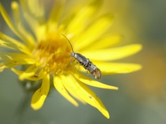 Lithariapteryx abroniaeella