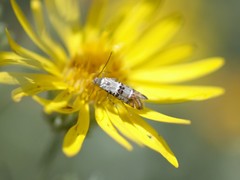 Lithariapteryx abroniaeella