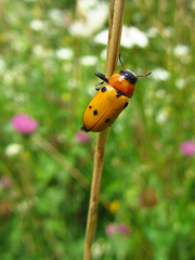 Tituboea sexmaculata