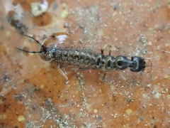 Nebriinae