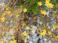 Hypericum pulchrum