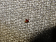 Cimex lectularius