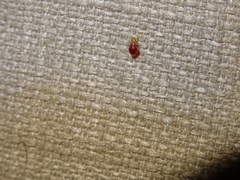 Cimex lectularius