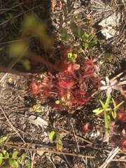 Drosera rotundifolia image