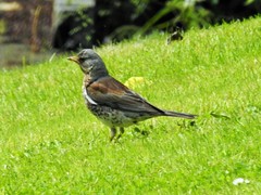 Turdus pilaris