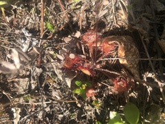 Drosera rotundifolia image