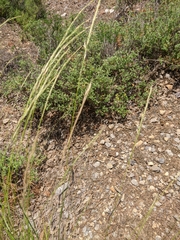 Achnatherum bromoides