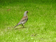 Turdus pilaris
