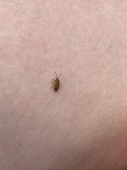 Galerucella calmariensis