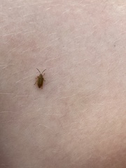 Galerucella calmariensis