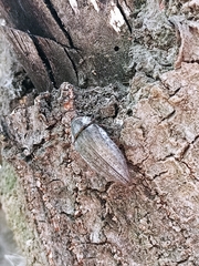 Ectinogonia buquetii