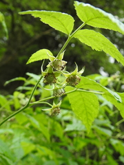 Rubus fraxinifolius