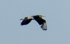 Ardea cinerea