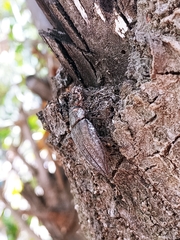 Ectinogonia buquetii