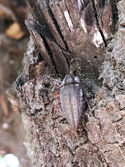 Ectinogonia buquetii