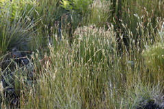 Restio dodii