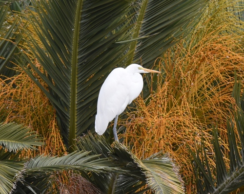 Great Egret photographed in Nevada