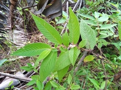 Sabicea diversifolia