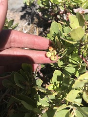 Arctostaphylos nevadensis