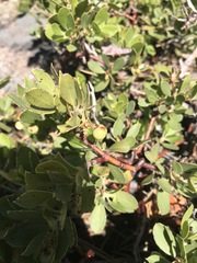 Arctostaphylos nevadensis