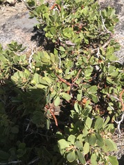 Arctostaphylos nevadensis