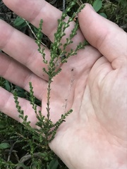 Calluna vulgaris