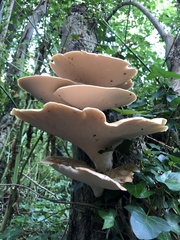 Cerioporus squamosus