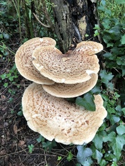 Cerioporus squamosus