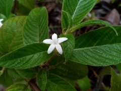 Sabicea diversifolia