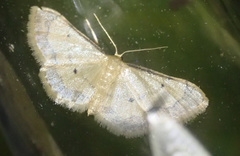 Idaea politaria