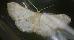 Idaea politaria