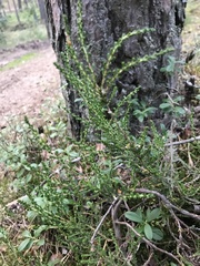 Calluna vulgaris