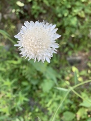 Knautia involucrata