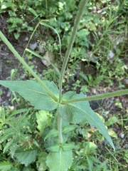Knautia involucrata