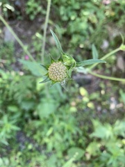 Knautia involucrata